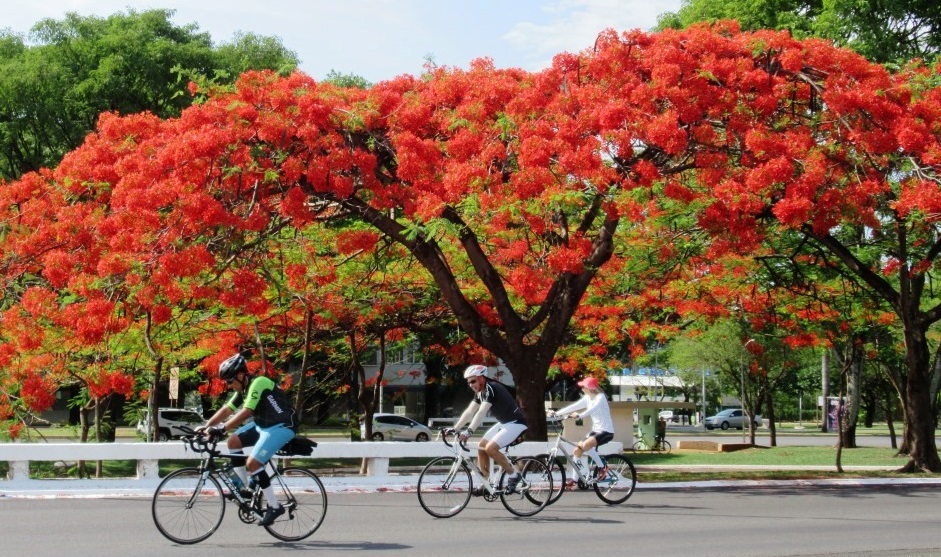 Pessoas andando de bicicleta na rua

Descrição gerada automaticamente