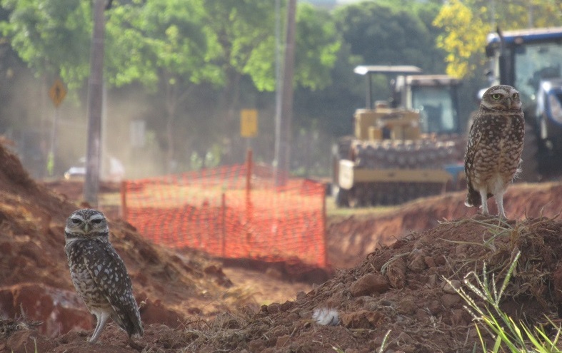 Gato dentro de uma área cercada

Descrição gerada automaticamente com confiança baixa