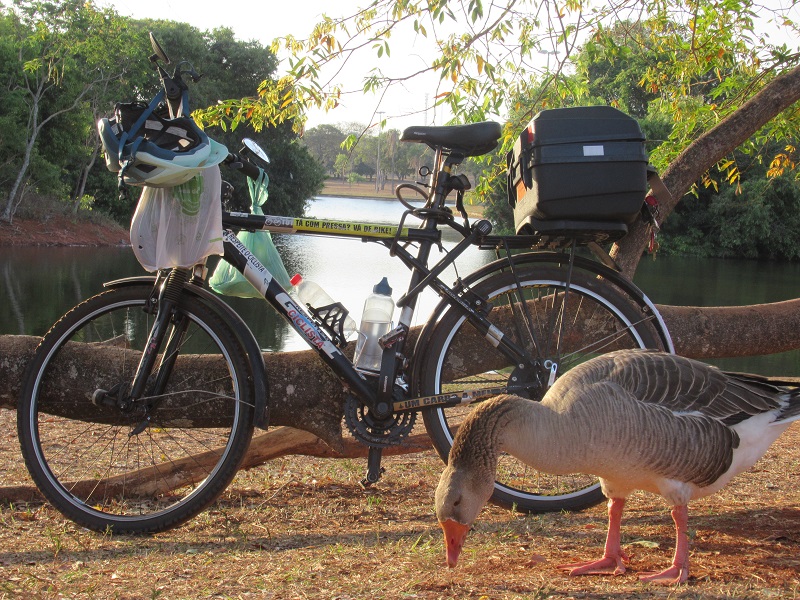 Pássaro em cima de uma bicicleta

Descrição gerada automaticamente