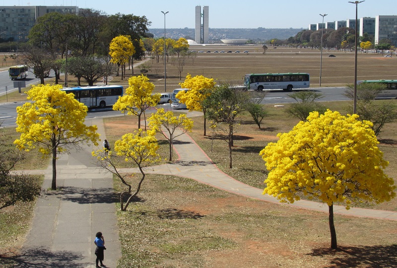 Jardim com flores amarelas

Descrição gerada automaticamente