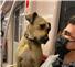 Boji, o cão que adora transporte público