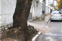 Rua João Ramos - bairro das Graças - árvore ocupan