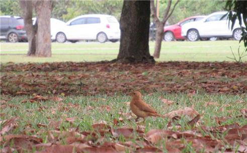 Andar e pedalar pelas áreas verdes de Brasília