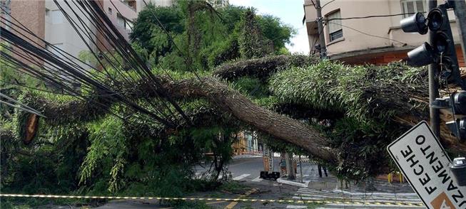 Árvore  derrubada por tempestade em São Paulo