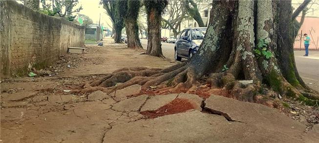 Árvore centenária em Cascavel (PR)