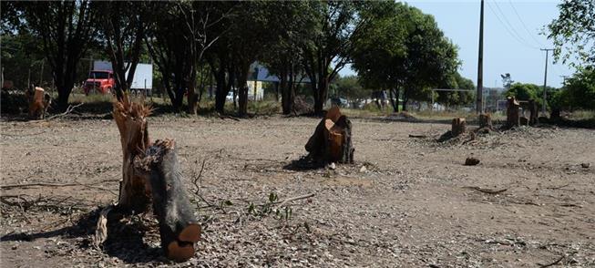 Árvores cortadas terão de ser plantas em dobro