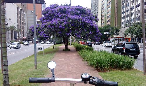 Canteiro central da Av. Faria Lima