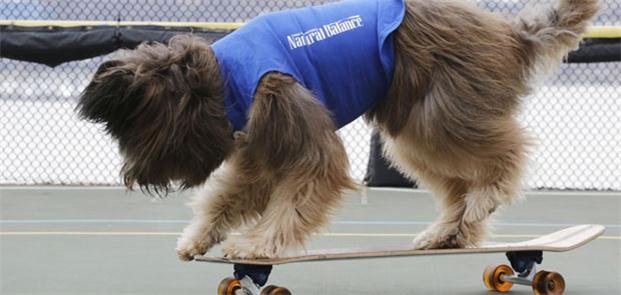 Cão atleta também anda de skate