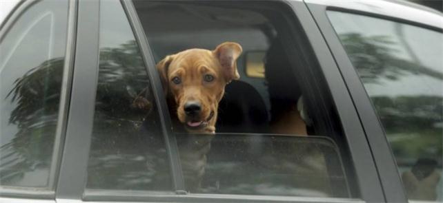 Donos terão mais opções para transportar seus pets