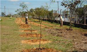 Em Sorocaba, Plano de Arborização plantou mais de