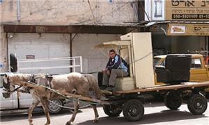 Lei proíbe usar animais para transportar cargas em