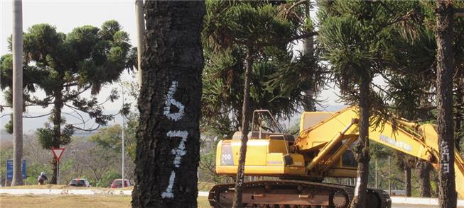 No Parque da Cidade, os pinus marcados para morrer