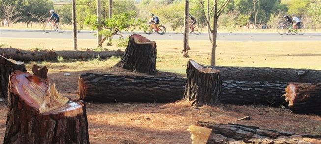 Parque da Cidade: árvores cortadas para novo siste