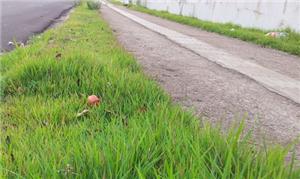 Projeto prevê plantio de gramíneos nas calçadas