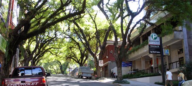 Rua arborizada em Porto Alegre