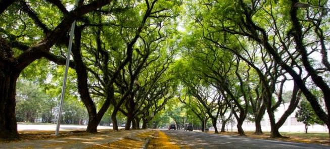 Rua arborizada em São Paulo: conforto para mobilid