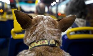 Só os bichos de até 10 kg poderão andar nos ônibus